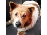Adopt Curry a BrownChocolate - with White Newfoundland  Husky  M
