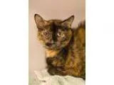 Adopt Torta a Tortoiseshell Domestic Shorthair (short coat) cat 