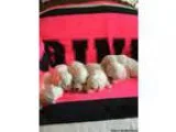 Bichon Frise puppies for sale in Braselton Ga.