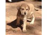 Adopt Missy - in Maine a Labrador Retriever