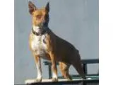Adopt Bessie a Australian Cattle Dog (Blue Heeler)
