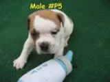Reg. Valley Bulldogs (Eng. BulldogBoxer Cross)