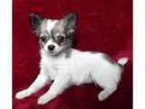 Born on the 17th of January I have two beautiful Kennel