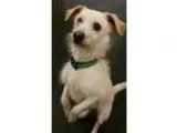 Adopt Henry a Wirehaired Terrier Dachshund