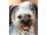 Adopt WYATT (video) a Poodle Papillon