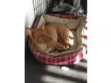 Adopt Alexis a German Shepherd Dog