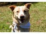 Adopt Skipper a American