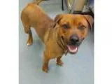 Adopt Meadow a BrownChocolate - with White Rhodesian Ridgeback  