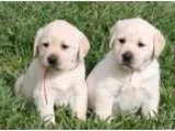 Byblos - Labrador Retrievers Pups ready for ad 40