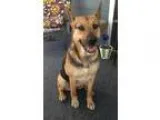 Adopt Lady a German Shepherd Dog