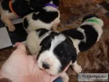 Little Big boys. 50% Newfoundland and 50% Pyrenees
