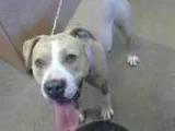 Adopt WIGGLES a Pit Bull Terrier  Mixed dog in Sacramento CA (15