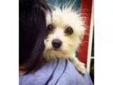 Adopt Lady a White Terrier (Unknown Type Small)  Mixed dog in Eu