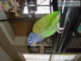 Lost Blue Headed Pionus Parrot