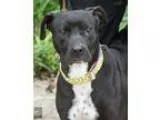 Adopt Sophie - Courtesy Post a Black - with White Pit Bull Terri