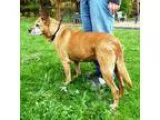 Adopt Minnie a Australian Cattle Dog (Blue Heeler) Labrador Retr