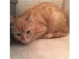 Adopt Princess Baby (Gaspar Orange) a Tabby - Orange Domestic Sh