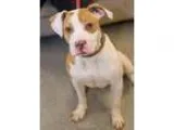 Adopt Polly a Pit Bull Terrier
