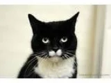 Adopt Brienne a Black and White or Tuxedo Domestic Shorthair  Mi