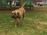 Adopt A073656 a BrownChocolate Pit Bull Terrier  Mixed dog in Gr