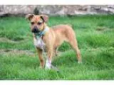 Adopt Connie a TanYellowFawn - with White Labrador Retriever  Mi