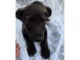 AKC Silver and Charcoal Labrador Retrievers