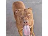 Adopt Mac (courtesy post) a Labrador Retriever Pit Bull Terrier