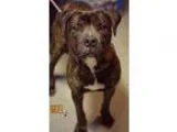 Adopt Nigel a Brindle - with White American Pit Bull Terrier  Mi