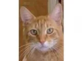 Adopt Barnacle a Domestic Shorthair  Mixed (short coat) cat in S