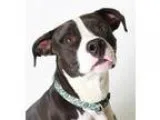 Adopt Kaido a Pit Bull Terrier  Mixed dog in Eugene OR (15292881