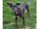Adopt Cici a Black - with Brown Red Golden Orange or Chestnut La
