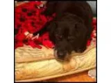Adopt KC a Black Labrador Retriever  Mixed dog in Colorado Sprin