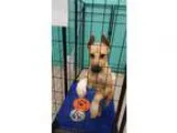 Adopt Brielle a Dachshund