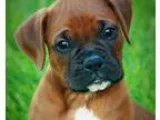 Boxer Puppies For Sale