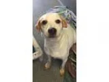 Adopt Gwen a Hound (Unknown Type)  Mixed dog in Largo FL (153177