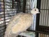Adopt Hughie a Dove bird in Orlando FL ()