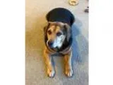 Adopt Barney Beagle a BrownChocolate - with Black Beagle  Mixed 