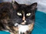 Adopt Helix a Calico or Dilute Calico Domestic Shorthair  Mixed 