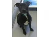 Adopt 135212 - Charcoal a Black Labrador Retriever
