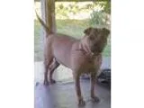 Adopt Zena - Super Fun Loving Girl a Shar Pei Pug