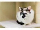 Adopt SYLVIA a Siamese