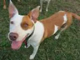Adopt Olivia a Brittany Spaniel Basenji