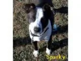 Adopt Sparky a Black - with White Cattle Dog  Mixed dog in Fryeb