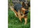 Adopt Trudy a German Shepherd Dog