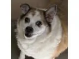 Adopt Minnie Pearl a American Eskimo Dog