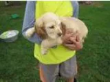 Male and Female Cocker Spaniel Puppies Available