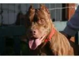 Adopt T-Bird - Adopted a Labrador Retriever Shepherd