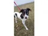 Adopt Bravo a Border Collie