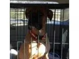 Adopt Lindsey a BrownChocolate Boxer  Mixed dog in Burlington NC