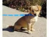 Adopt Dazzle a Jack Russell Terrier Tibetan Spaniel